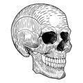 Vector illustration of a skull in three quarters