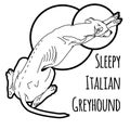 Vector illustration of a sleeping Italian greyhound