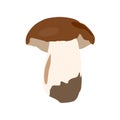 Vector Illustration small boletus badius, mushroom on a white background