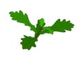 Vector illustration of small oak tree Royalty Free Stock Photo