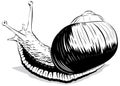 Vector illustration snail Royalty Free Stock Photo