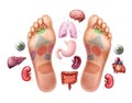 Vector illustration of soles of feet with marked by reflexology zones for acupuncture and organs on background