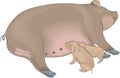 Sow and Piglets Illustration Royalty Free Stock Photo