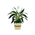 Vector illustration of a spathiphyllum isolated on white. Home plant in a pot. Interior design element