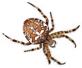 Illustration of the spider