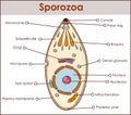 Vector illustration of a sporozoa Royalty Free Stock Photo