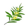 Vector illustration of a sprig of mimosa flowers isolated