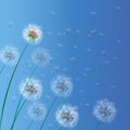 Vector illustration of spring background with white dandelions. Dandelion seeds blowing from stem Royalty Free Stock Photo