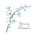 Vector illustration of spring blossom branch