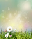 Vector illustration Spring nature field with green grass, white Gerbera, Daisy flowers and wildflowers Royalty Free Stock Photo