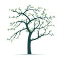 Vector illustration of a springtime tree