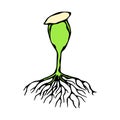 Vector Illustration of Sprout with Seed and Roots. Seedling, Shoot, Sapling Gardening Plant. Trees, Flowers, Vegetables Cucumber,