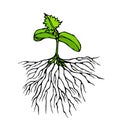 Vector Illustration of Sprout with Three Leves and Roots. Seedling, Shoot, Gardening Plant. Trees, Flowers, Vegetables Cucumber, Z