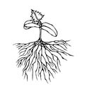 Vector Illustration of Sprout with Three Leves and Roots. Seedling, Shoot, Gardening Plant. Trees, Flowers, Vegetables Cucumber, Z Royalty Free Stock Photo