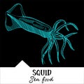 Vector illustration squid for a seafood menu