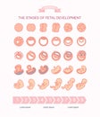 Vector illustration stages of fetal development.