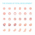 Vector illustration stages of fetal development.