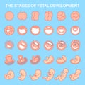 Vector illustration stages of fetal development. isolated on white background. Pregnancy. Fetal growth from fertilization to birth