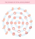 Vector illustration stages of fetal development.