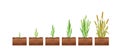 Vector illustration of stages of wheat seed growth. Cycle of growth of a wheat plant on a white background, organic