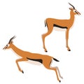 Two Thomson`s gazelle