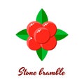 Vector illustration, stone bramble, forest red berries