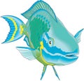 Stoplight Parrotfish Illustration