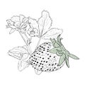 Vector illustration, strawberry branch with berries, blossoming flowers and foliage. vintage botanical drawing of garden Royalty Free Stock Photo