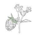 Vector illustration, strawberry branch with berries, blossoming flowers and foliage. vintage botanical drawing of garden Royalty Free Stock Photo