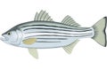 Striped Bass Illustration Royalty Free Stock Photo