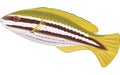 Striped Parrotfish Illustration