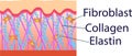 Vector illustration of structure cells with collagen, elastin and fibroblast