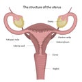 Vector illustration. The structure of a healthy uterus. Structure of the female body.