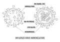 Vector illustration of the structure of the influenza virus in the context.