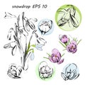 Illustration of stylized First spring flowers. Isolated graphic blooming snowdrops, Galanthus nivalis for logo.