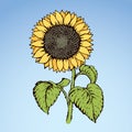 Vector illustration. Sunflower