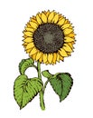 Vector illustration. Sunflower