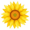 Vector illustration of sunflower