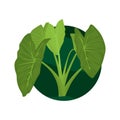 Vector illustration of taro leaves. Taro green leaves illustration