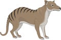 Tasmanian Wolf Illustration