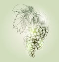 Vector illustration tassels grapes