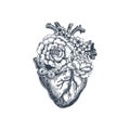 Tattoo anatomy vintage illustration. Floral anatomical heart. Vector illustration Royalty Free Stock Photo