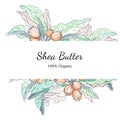 Vector illustration with template of shea nuts drawn by digital watercolor. Design for shea butter organic products packaging and