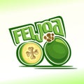 Vector illustration on the theme of feijoa