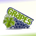 Vector illustration on the theme of grapes Royalty Free Stock Photo