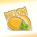 Vector illustration on the theme of melon