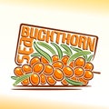 Vector illustration on the theme of sea buckthorn