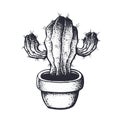 Vector illustration. Thorny cactus in a flowerpot. Hand drawn ink sketch. Graphic vintage element.