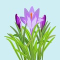 Vector illustration of three crocus flowers. Crocus with buds and flower with petals and stems around on the sides. Vector