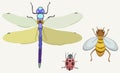 Vector illustration of various insects on light backgound.